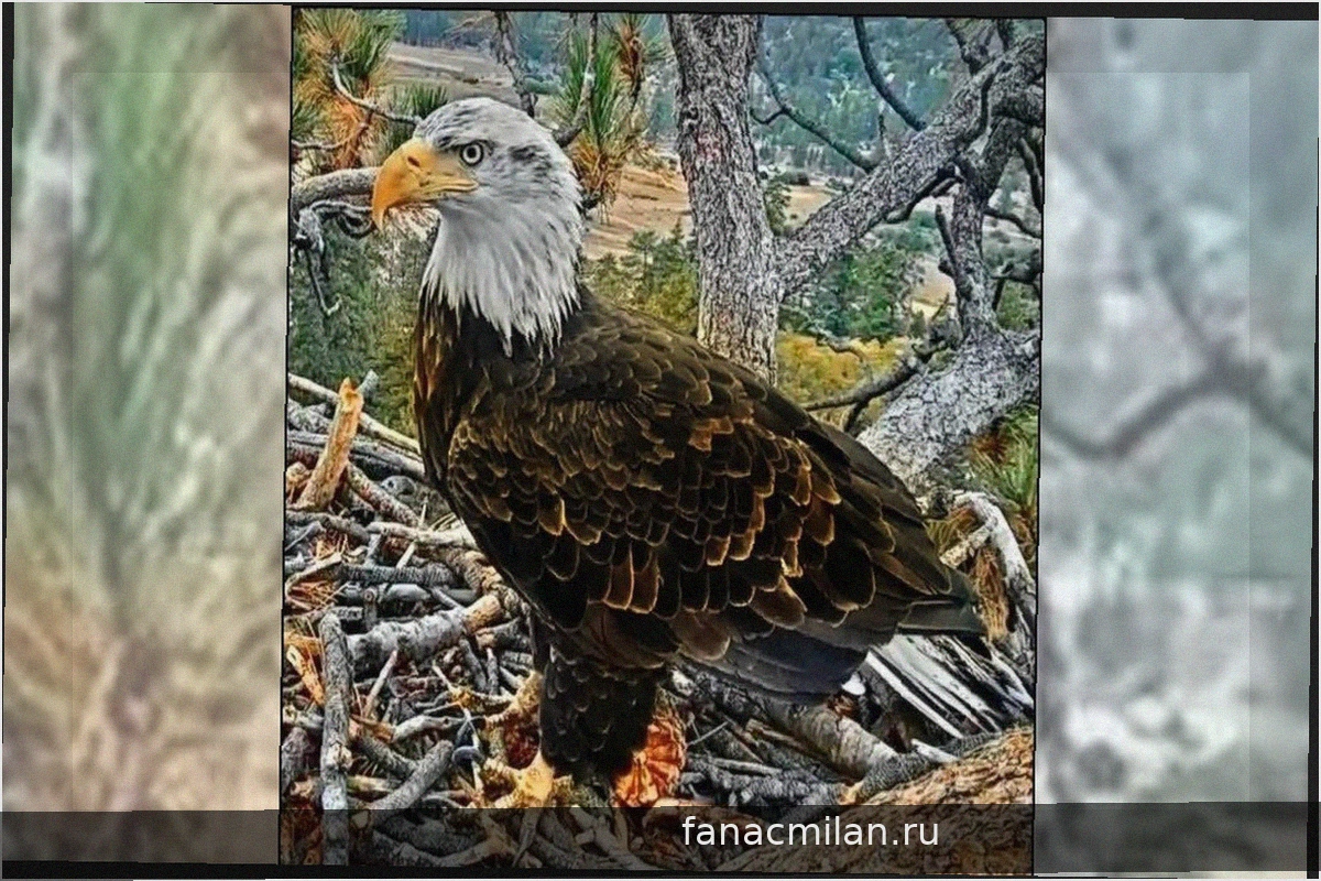 У юной белоголового орла появилась новая кличка: Кэйди